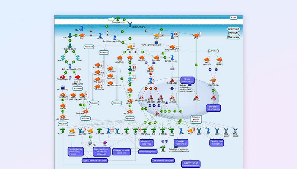 MetaCore 路徑圖分析